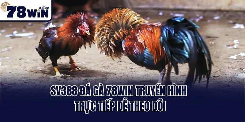 Sv388 Đá Gà 78win - Xem Chiến Kê Thomo Trực Tiếp Full HD 1 Sv388 Đá Gà 78win truyền hình trực tiếp dễ theo dõi